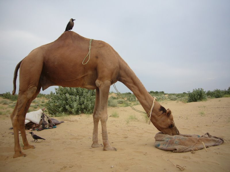 Travel - India - Rajasthan - Desert Camel Trip - The Desert